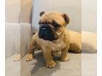 French Bulldog PUPPY FOR SALE ADN-779471 - Beautiful red fawn fluffy carrier