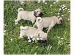 Pug PUPPY FOR SALE ADN-779480 - AKC female pug puppies