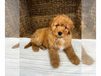 Bernedoodle (Miniature) PUPPY FOR SALE ADN-779486 - Micro mini nonshedding