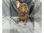 French Bulldog PUPPY FOR SALE ADN-779488 - French Bulldogs