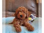 Poodle (Toy) PUPPY FOR SALE ADN-779489 - REDS