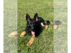 German Shepherd Dog PUPPY FOR SALE ADN-779497 - Shanees Shepherds