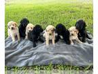 Labradoodle PUPPY FOR SALE ADN-779502 - F1 Labradoodles