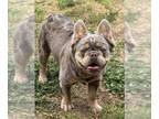 French Bulldog PUPPY FOR SALE ADN-779507 - Big boy Isabella and Tan Fluffy Male