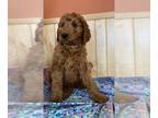 Goldendoodle-Poodle (Standard) Mix PUPPY FOR SALE ADN-779513 - Rainys Red f1b