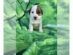 Jack Russell Terrier PUPPY FOR SALE ADN-779515 - Jack Russell Terrier