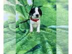 Jack Russell Terrier PUPPY FOR SALE ADN-779520 - Jack Russell Terrier