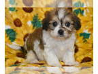 Cavachon PUPPY FOR SALE ADN-779534 - Cliff