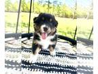 Australian Shepherd PUPPY FOR SALE ADN-779540 - Standard Australian Shepherds