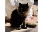 Adopt Fuzzy Pinecone a Domestic Long Hair