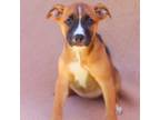 Adopt Lory a Boxer, Shar-Pei