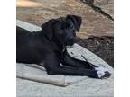 Adopt Rayna a Black Labrador Retriever, Weimaraner