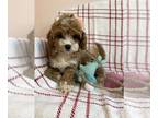Cavapoo PUPPY FOR SALE ADN-779543 - F1b red and white cavapoos