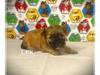 Morkie PUPPY FOR SALE ADN-779546 - tiny morkie