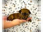 Yorkshire Terrier PUPPY FOR SALE ADN-779552 - tiny Yorkie
