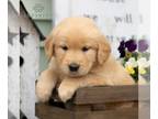 Golden Retriever PUPPY FOR SALE ADN-779555 - AKC Golden Retriever