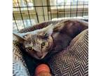 Adopt Kahoot a Domestic Short Hair