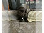 Havamalt PUPPY FOR SALE ADN-779567 - Mocha