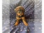 Poodle (Toy) PUPPY FOR SALE ADN-779573 - Sable Toy Female