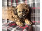 Poodle (Toy) PUPPY FOR SALE ADN-779574 - Sable Toy Female