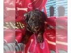 Poodle (Toy) PUPPY FOR SALE ADN-779576 - Black and Tan Phantom Toy Female