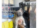 French Bulldog PUPPY FOR SALE ADN-779578 - Fluffy French Bulldog Puppy Looking