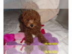 Poodle (Toy) PUPPY FOR SALE ADN-779583 - Poodle Puppy Male Red Purebred