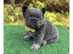 French Bulldog PUPPY FOR SALE ADN-779588 - Blue and Tan Fluffy Male