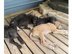 Great Dane PUPPY FOR SALE ADN-779597 - Great Dane Pups