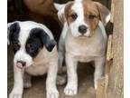 American Bulldog-Rottweiler Mix PUPPY FOR SALE ADN-779600 - Bullweiler pup