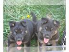 German Shepherd Dog PUPPY FOR SALE ADN-779601 - Full Blooded German Shepherd