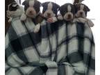 Boston Terrier PUPPY FOR SALE ADN-779602 - Pearl 2024 spring litter