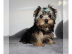 Yorkshire Terrier PUPPY FOR SALE ADN-779604 - AKC Baxter