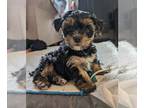 Yorkshire Terrier PUPPY FOR SALE ADN-779605 - Sweet boy now available