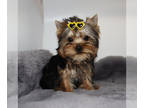 Yorkshire Terrier PUPPY FOR SALE ADN-779606 - AKC Maddie