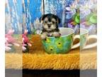 Morkie PUPPY FOR SALE ADN-779607 - Tcup Cricket ONLY 17 ounces