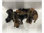 Boxer PUPPY FOR SALE ADN-779612 - Boxer Puppies for sale Rockford Mi