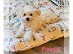 Maltipoo PUPPY FOR SALE ADN-779615 - Maltipoo Mix