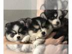 Pomsky PUPPY FOR SALE ADN-779621 - Toy Pomsky Puppies