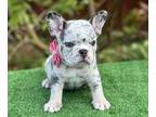 French Bulldog PUPPY FOR SALE ADN-779626 - Blue and Tan Merle female