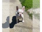 French Bulldog PUPPY FOR SALE ADN-779627 - French Bulldog Puppy