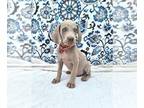 Weimaraner PUPPY FOR SALE ADN-779628 - Super Chill AKC Silver Weimaraner