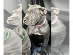 Cane Corso PUPPY FOR SALE ADN-779630 - Gorgeous Blue Female Cane Corso Pup