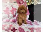Poodle (Toy) PUPPY FOR SALE ADN-779631 - Toy Poodles