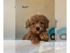 Poodle (Toy) PUPPY FOR SALE ADN-779631 - Toy Poodles