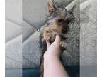 Yorkshire Terrier PUPPY FOR SALE ADN-779632 - Super cute Yorkie