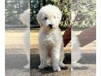 Goldendoodle PUPPY FOR SALE ADN-779636 - 12 week old Goldendoodle male