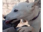 Alaskan Husky-Wire Fox Terrier Mix DOG FOR ADOPTION ADN-779359 - Puppy for
