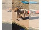 Australian Cattle Dog-Mutt Mix DOG FOR ADOPTION ADN-779244 - Rehoming mutt