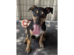 Adopt Zyrtec a Mixed Breed